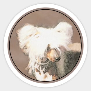 Chinese Crested (Hairless) Sticker